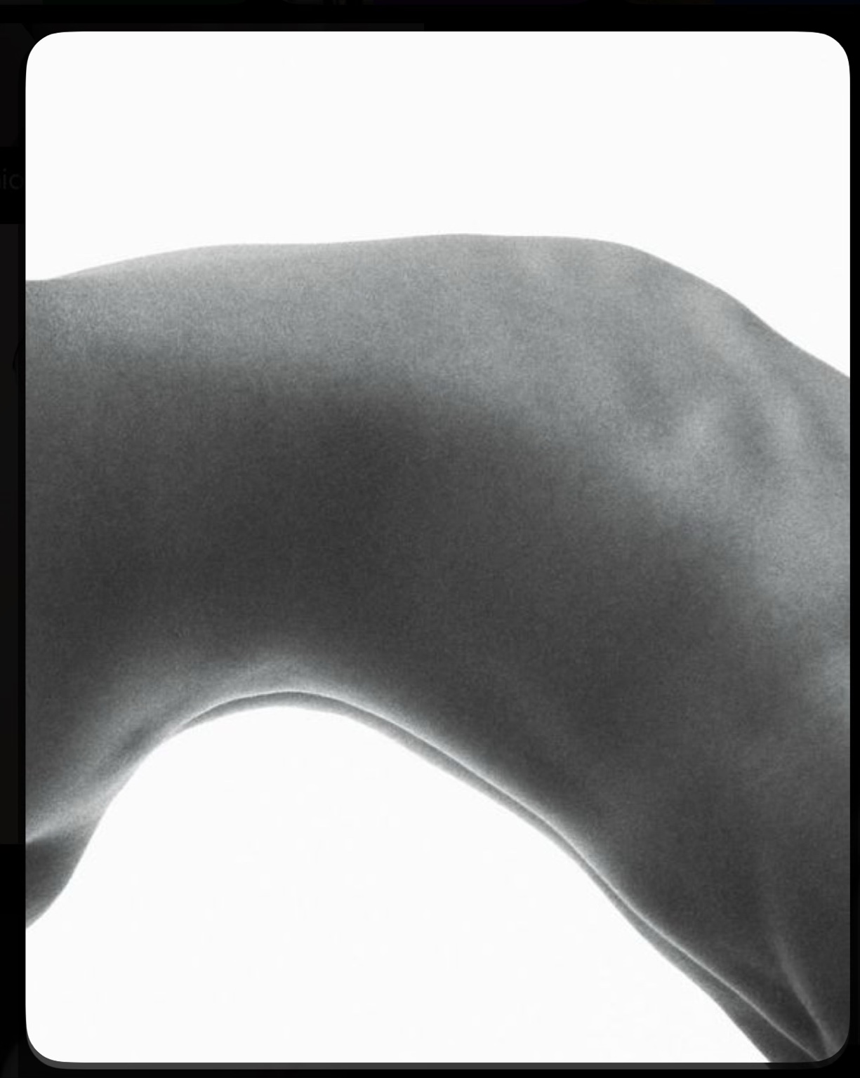 Close-up of a shoulder against a white background.